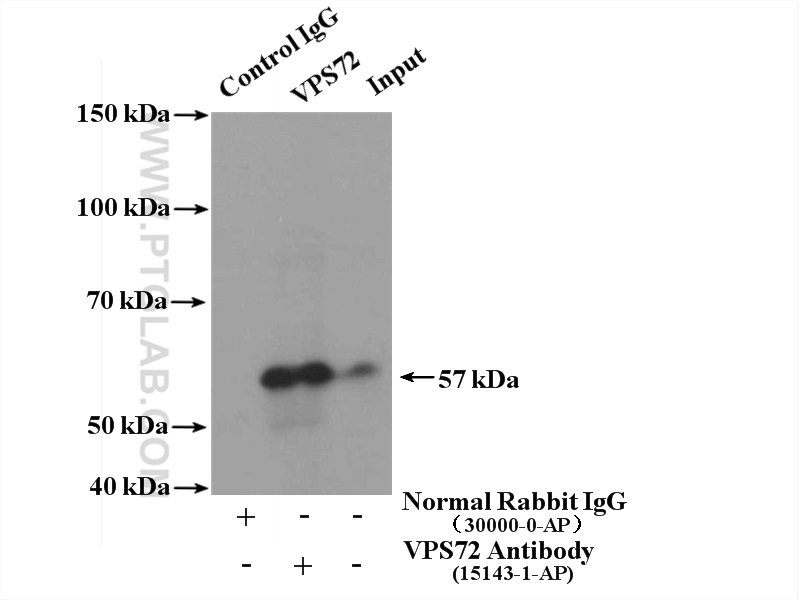VPS72 Polyclonal antibody