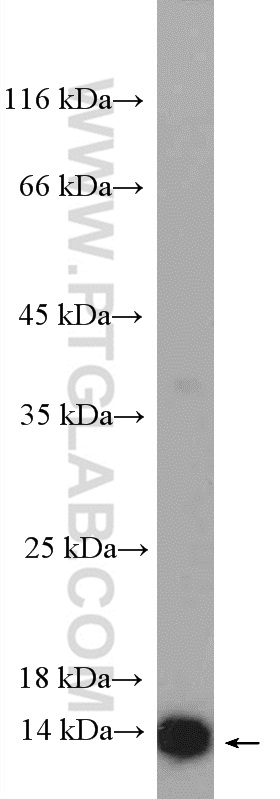 RPL36 Polyclonal antibody