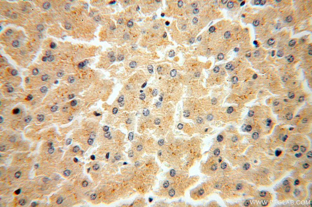 FUCA2 Polyclonal antibody