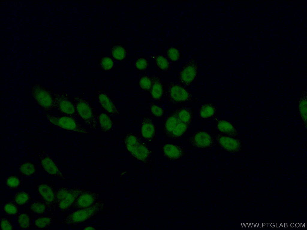 MEN1 Polyclonal antibody