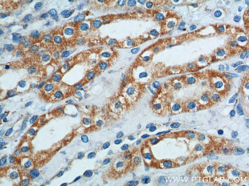 B4GALT4 Polyclonal antibody
