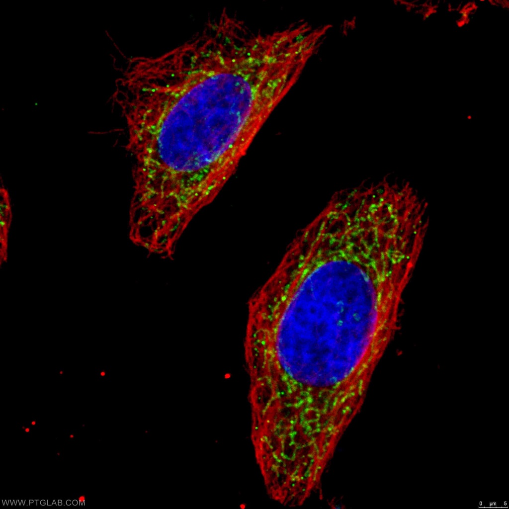 OGDH Polyclonal antibody