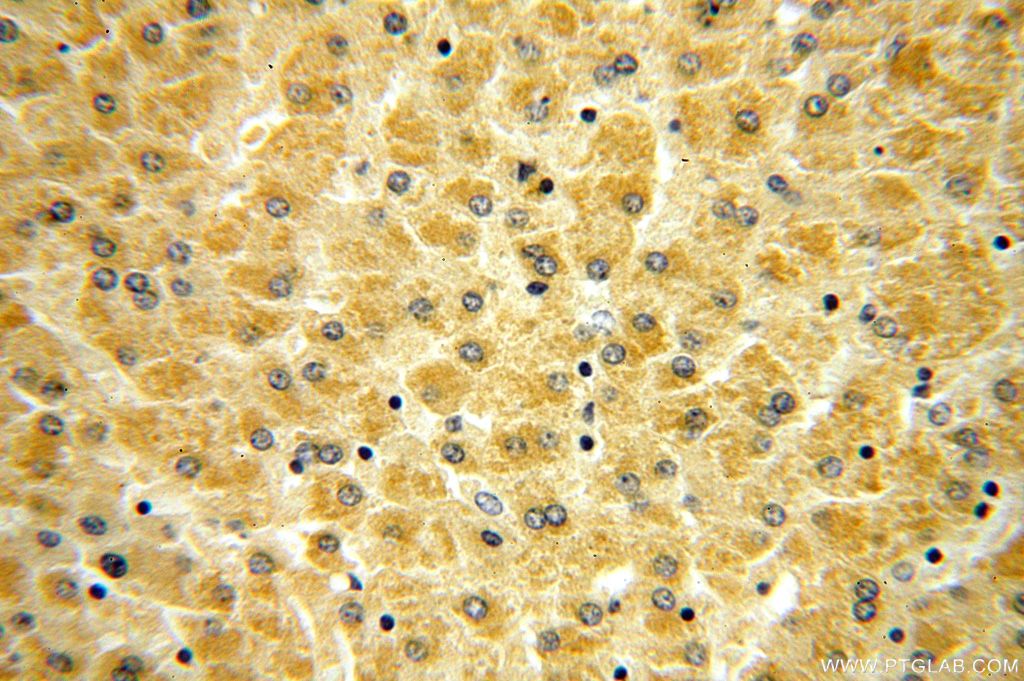 RPL21 Polyclonal antibody