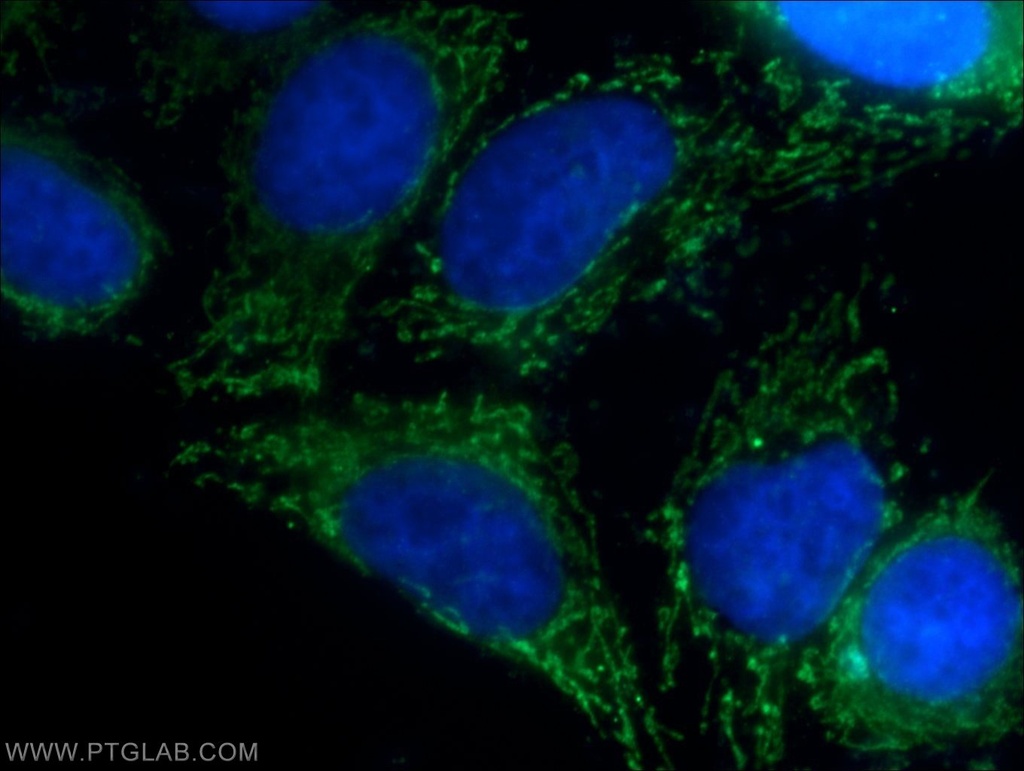 MRPL34 Polyclonal antibody