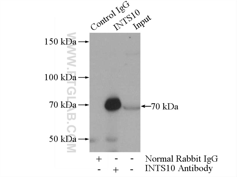 INTS10 Polyclonal antibody