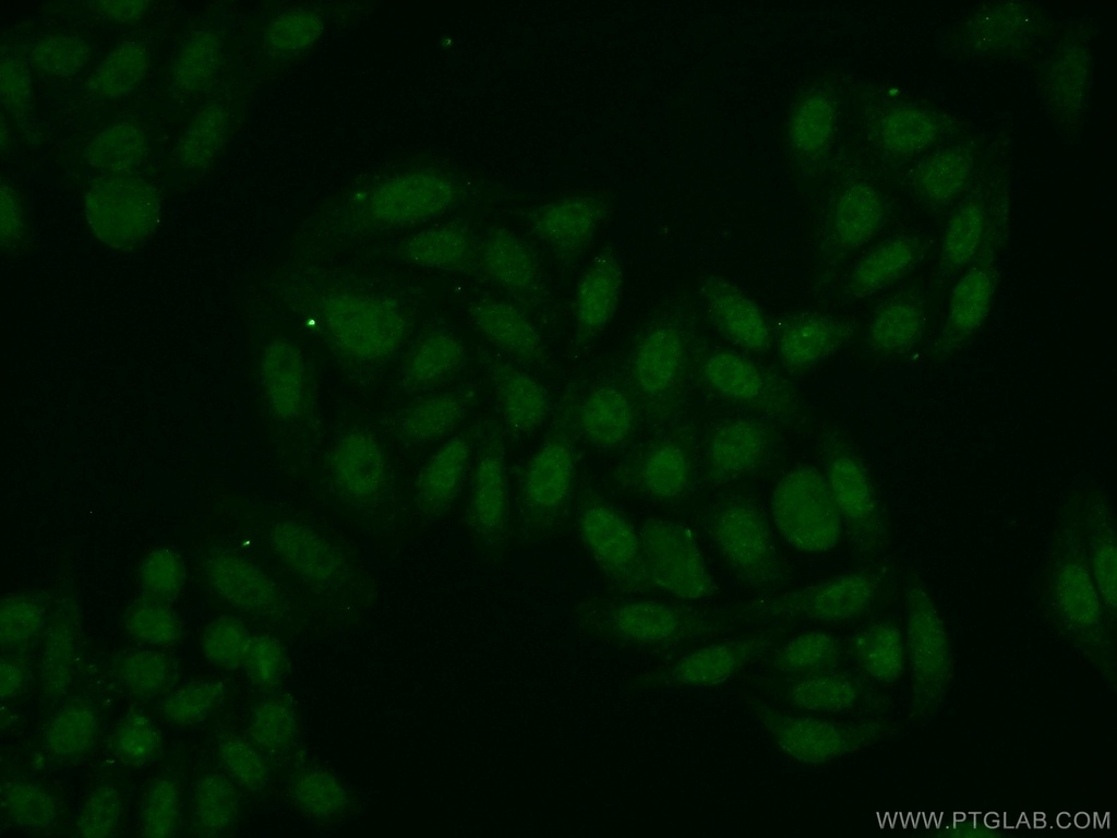 POP4 Polyclonal antibody