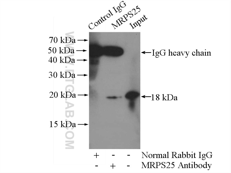 MRPS25 Polyclonal antibody