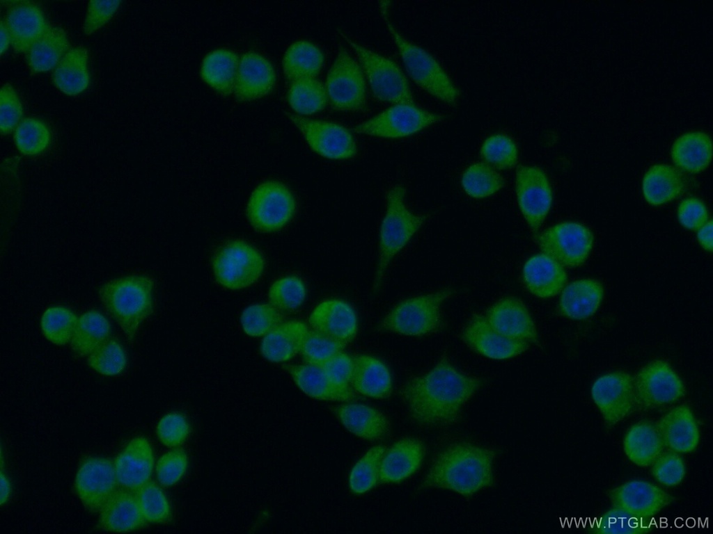 TXNL1 Polyclonal antibody