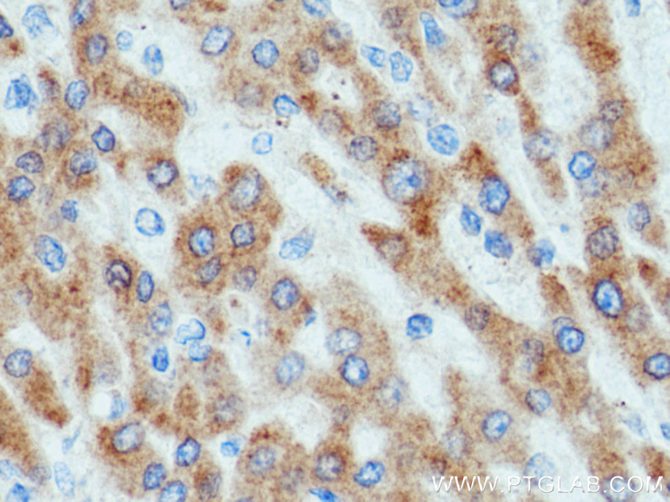 WWOX Polyclonal antibody