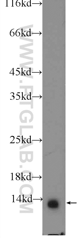 NDUFA7 Polyclonal antibody