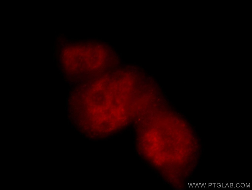 POLR2F Polyclonal antibody