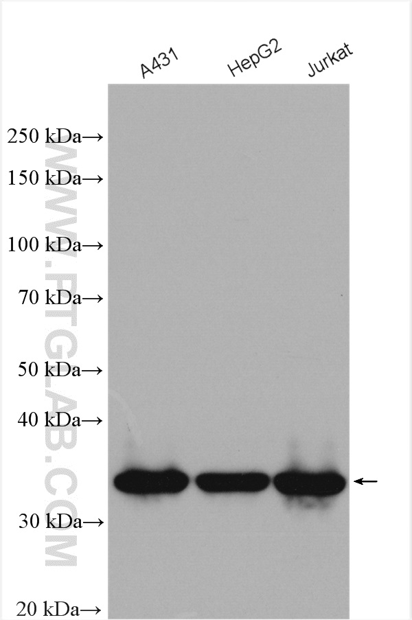 MED6 Polyclonal antibody