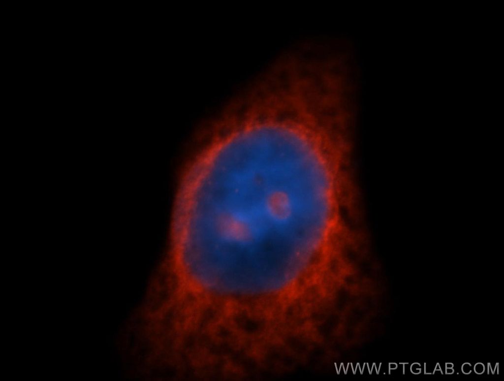 RPL7A Polyclonal antibody