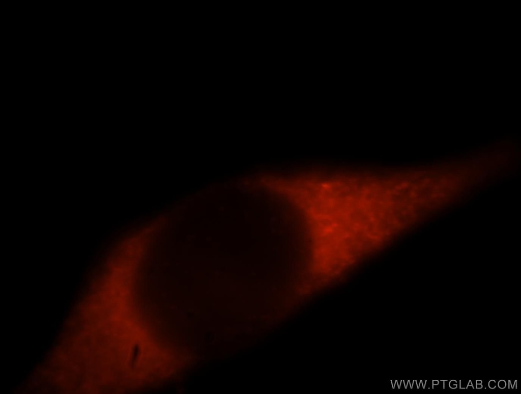 HDLBP Polyclonal antibody