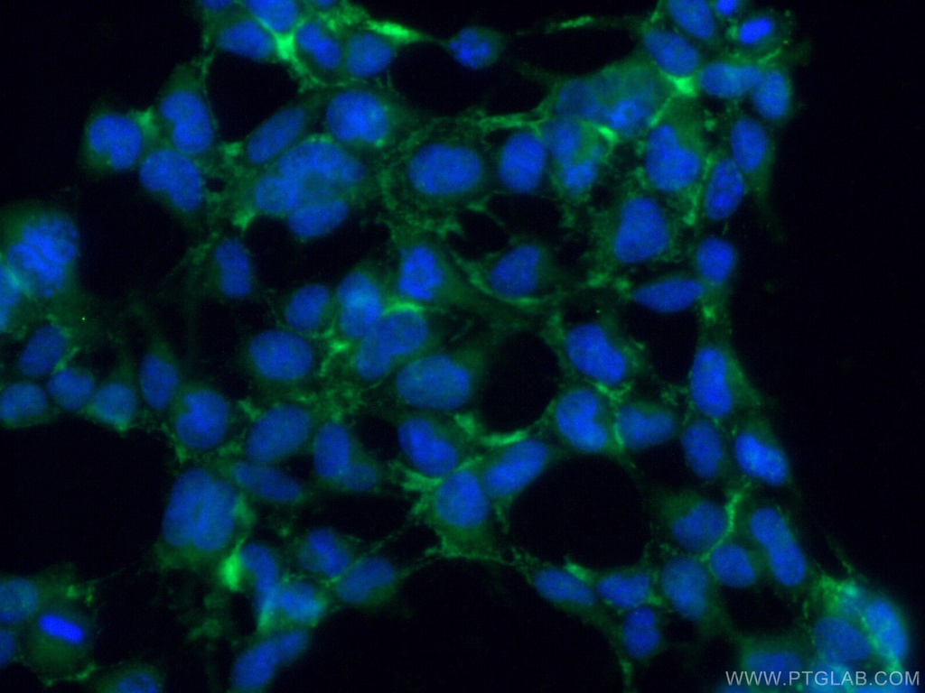CD300LG Polyclonal antibody