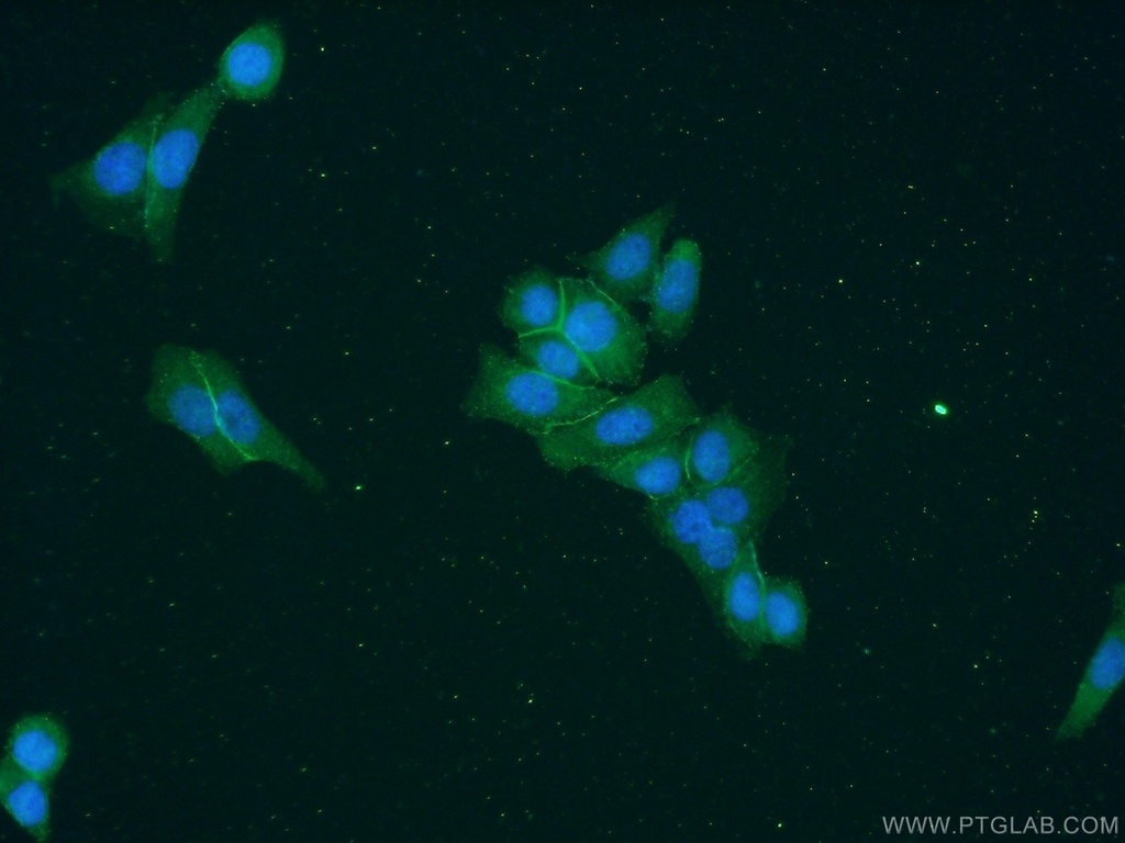 EPB41L2 Polyclonal antibody