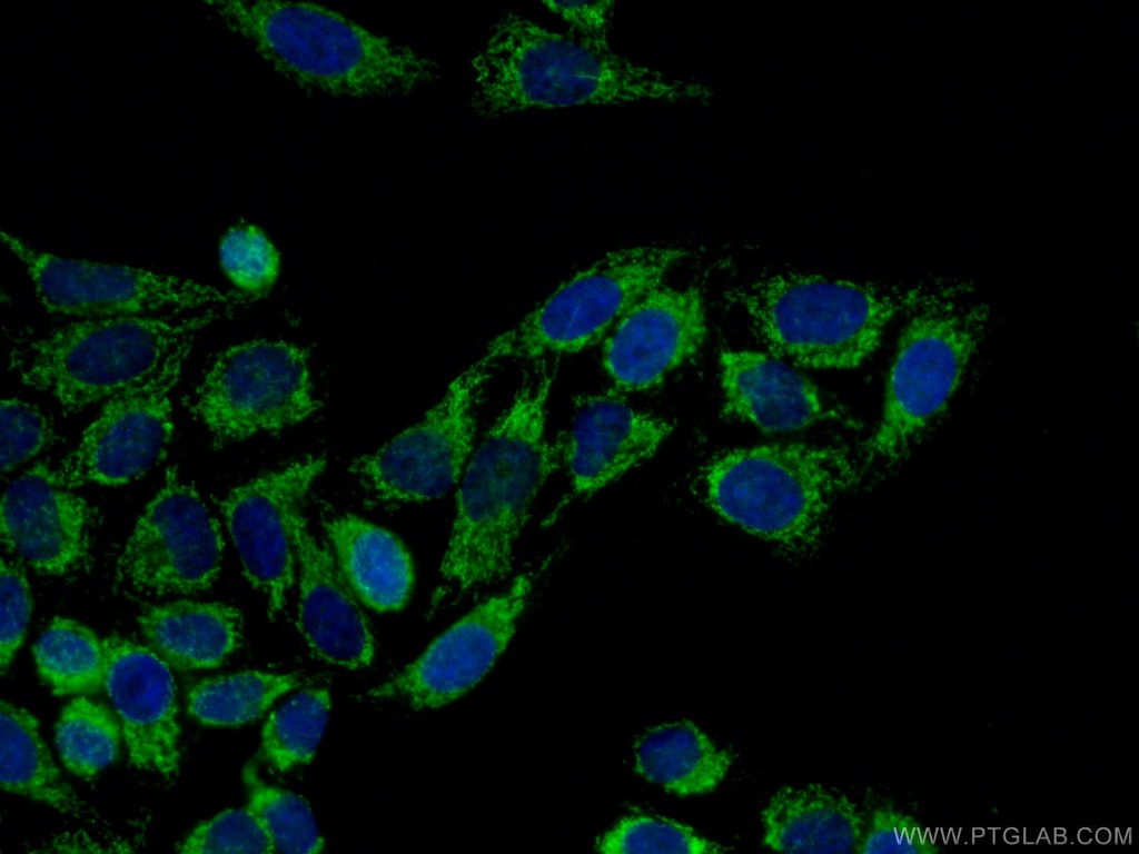LONP1 Polyclonal antibody
