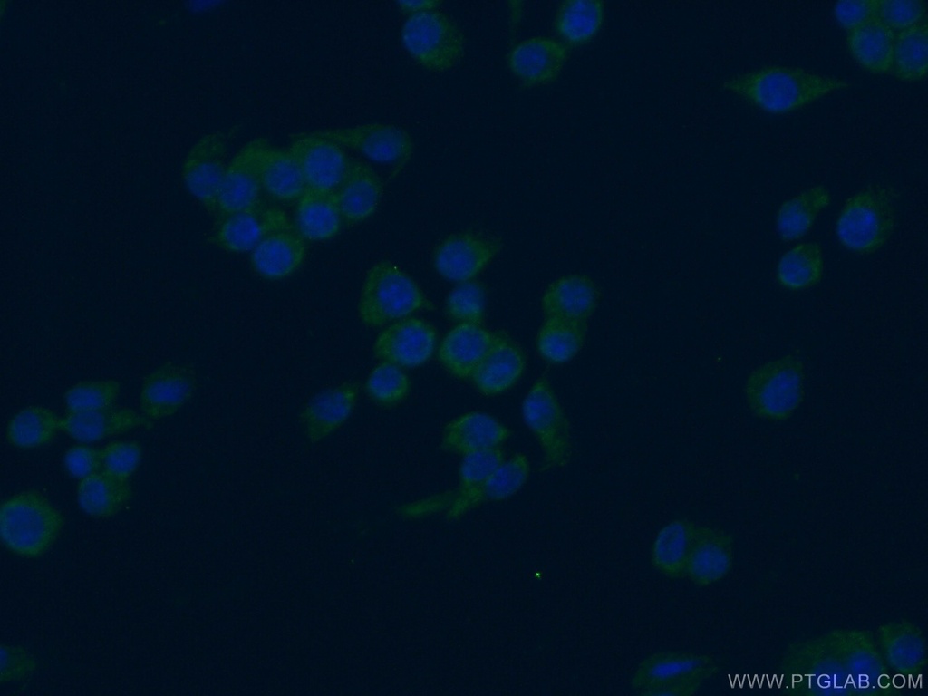 PAFAH Polyclonal antibody