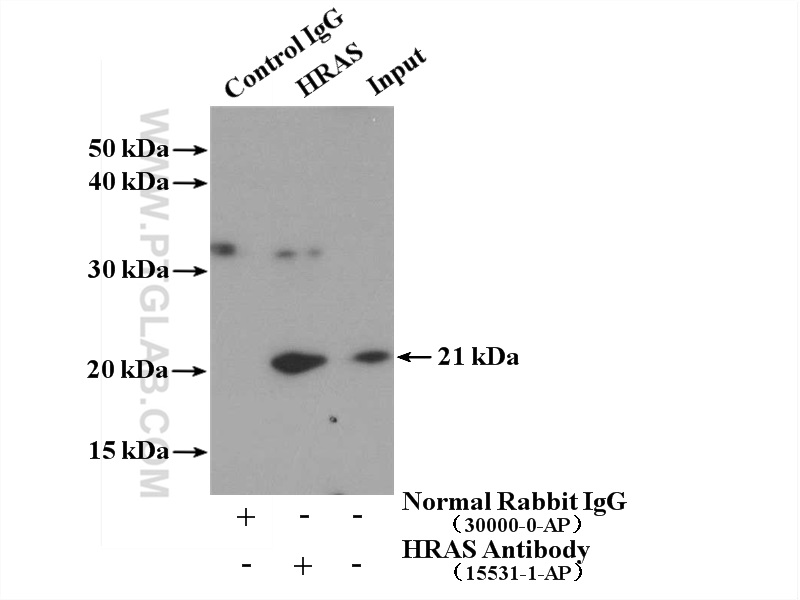 HRAS Polyclonal antibody