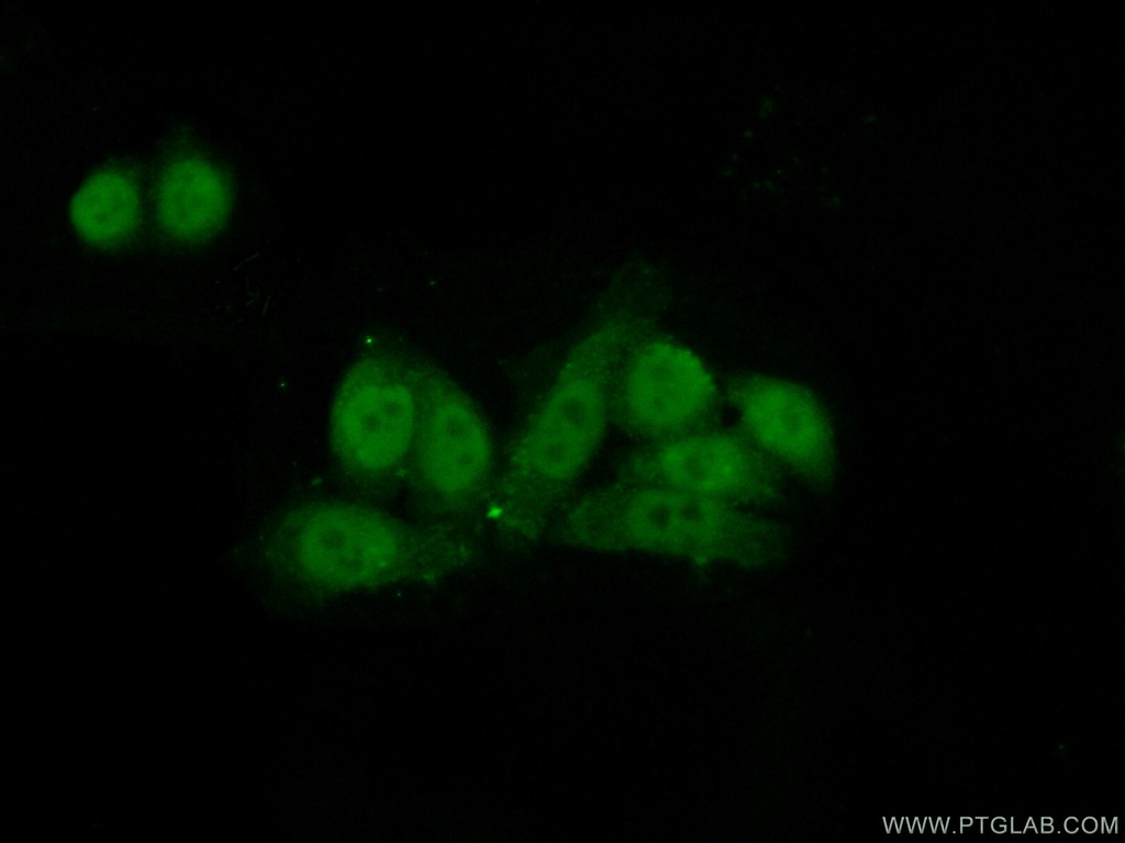 CSTF1 Polyclonal antibody