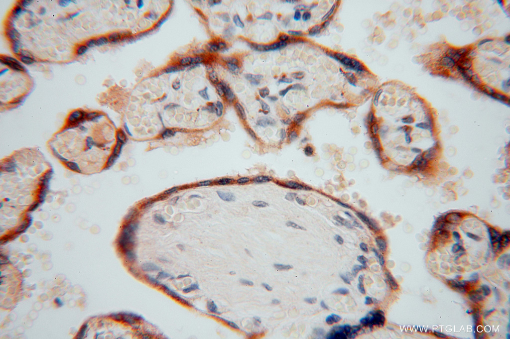 PDIR Polyclonal antibody