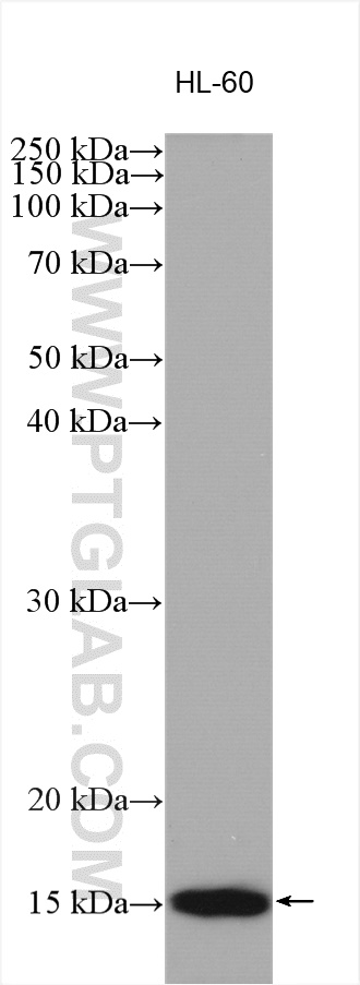 VAMP8 Polyclonal antibody