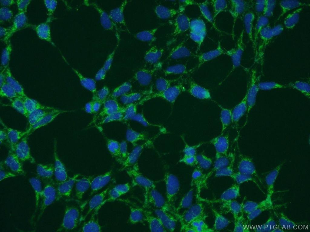 NDFIP1 Polyclonal antibody