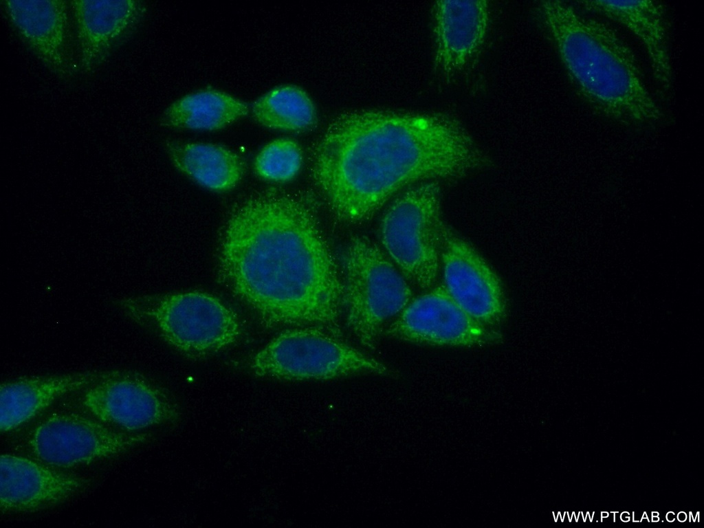 ACOT2 Polyclonal antibody