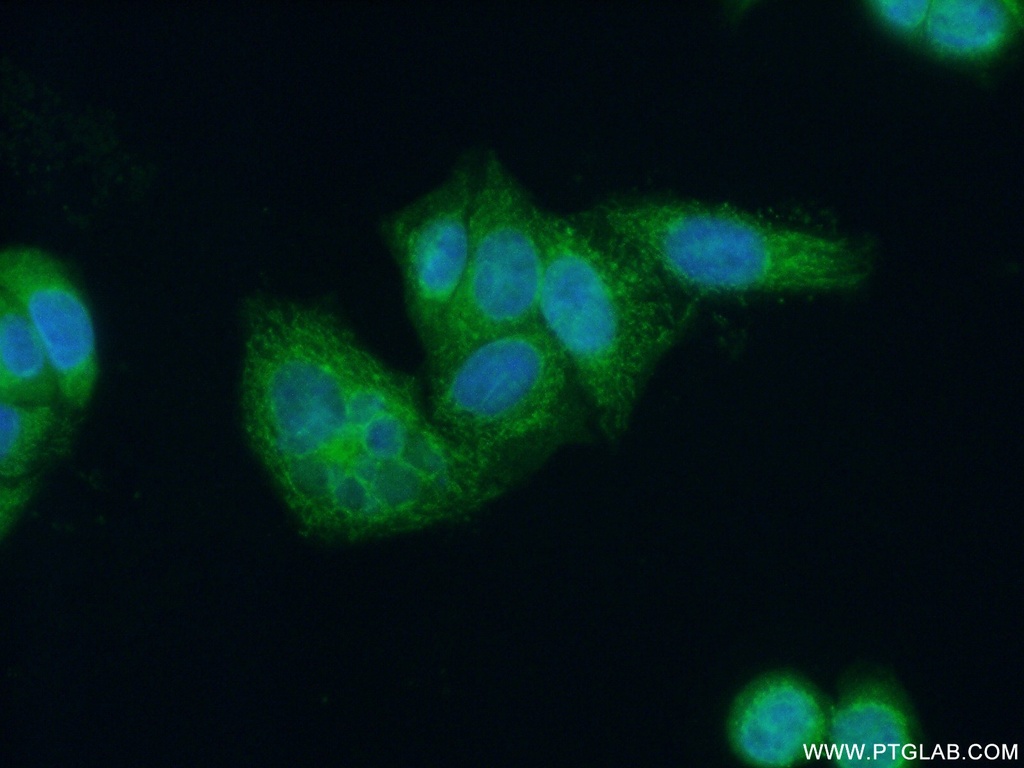 OPA3 Polyclonal antibody
