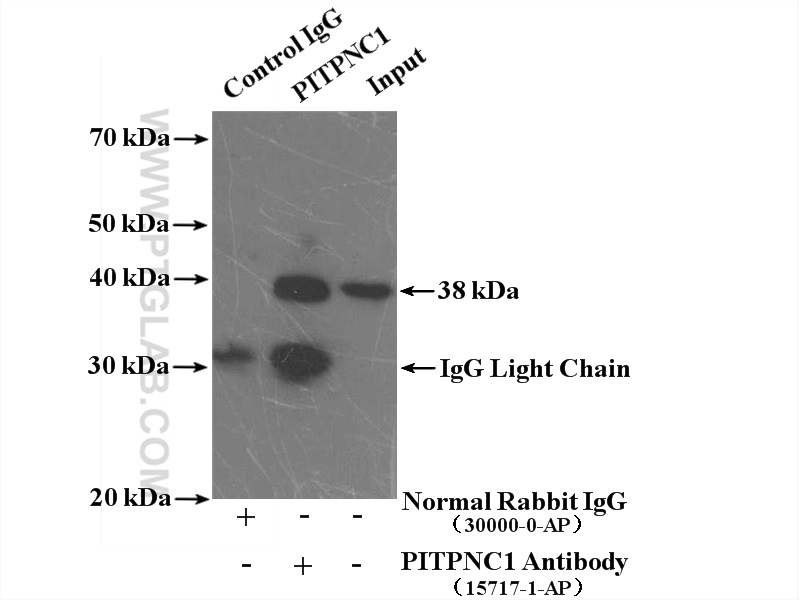 PITPNC1 Polyclonal antibody