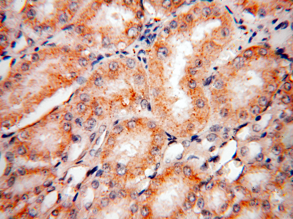 PEX11G Polyclonal antibody