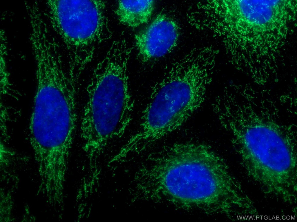 DAP13 Polyclonal antibody