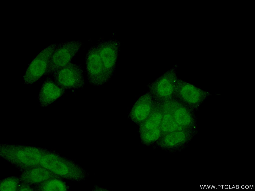 NAT5 Polyclonal antibody