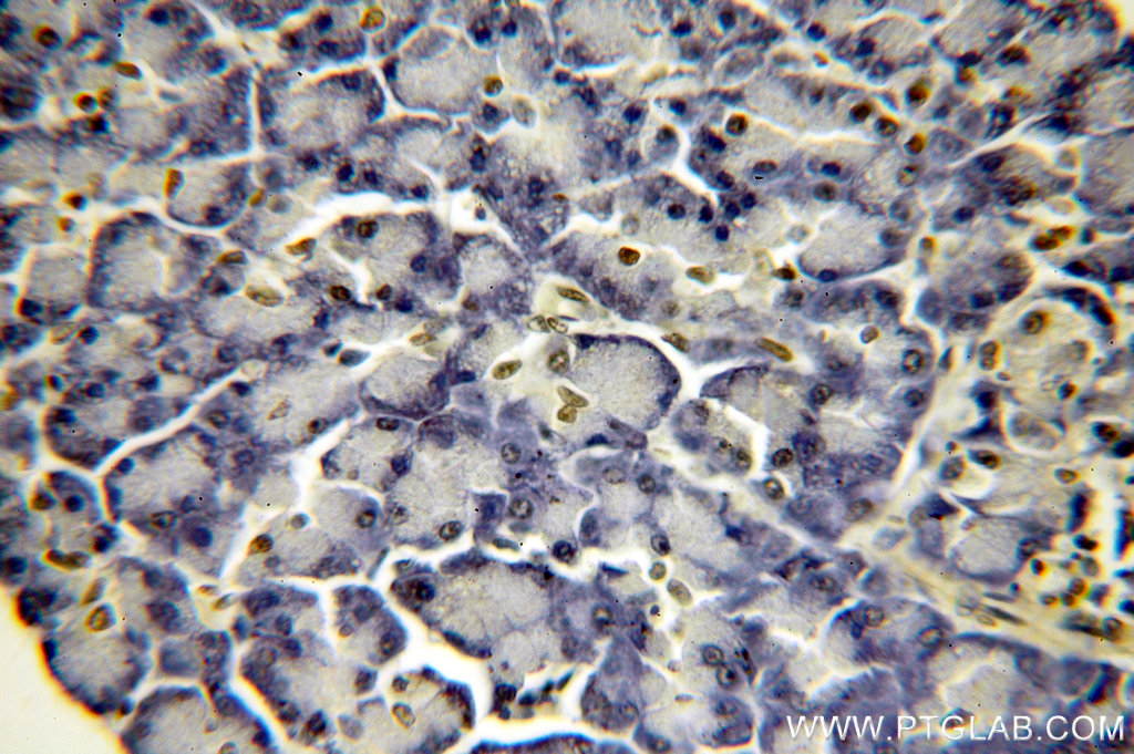 Histone H2B Polyclonal antibody