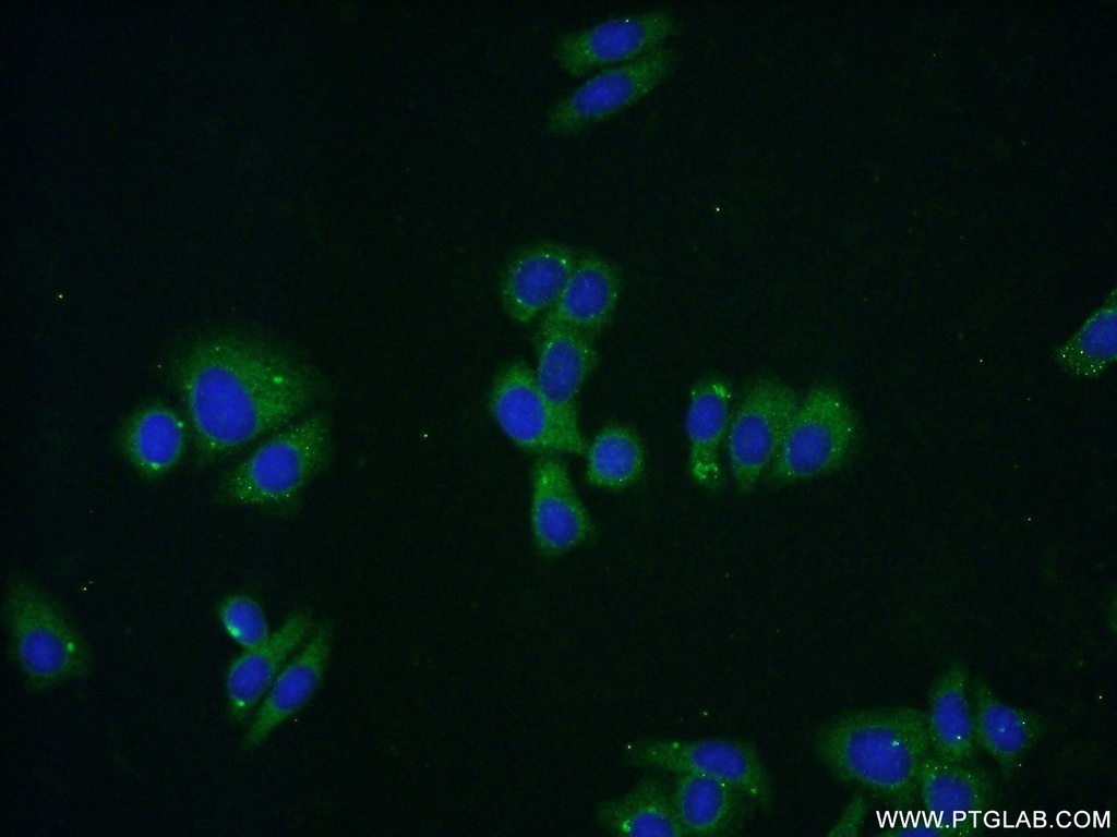 IDH3A Polyclonal antibody