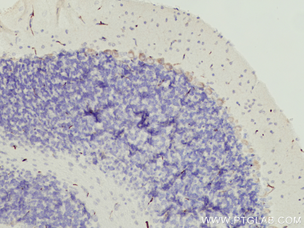 TMEM50B Polyclonal antibody