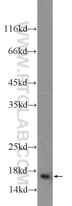 HIST1H2AC Polyclonal antibody