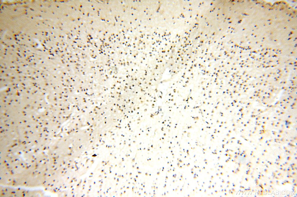 ERH Polyclonal antibody