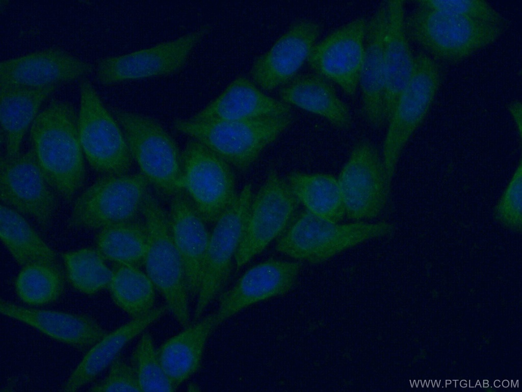 ISG15 Polyclonal antibody