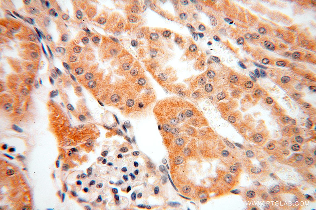 SFXN2 Polyclonal antibody