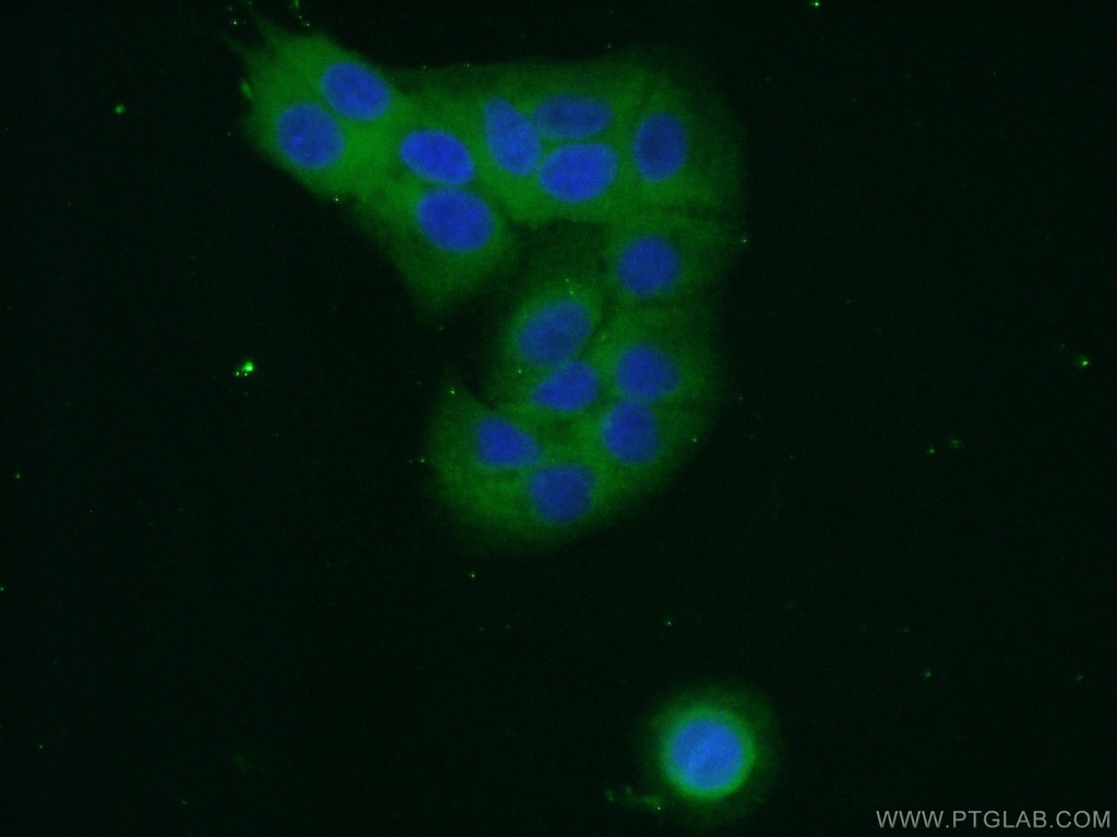 RPL27A Polyclonal antibody