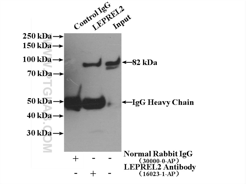 P3H3 Polyclonal antibody