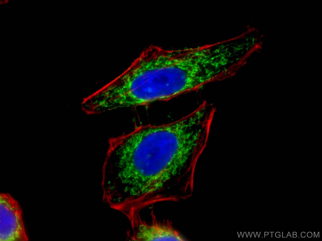 LETM1 Polyclonal antibody