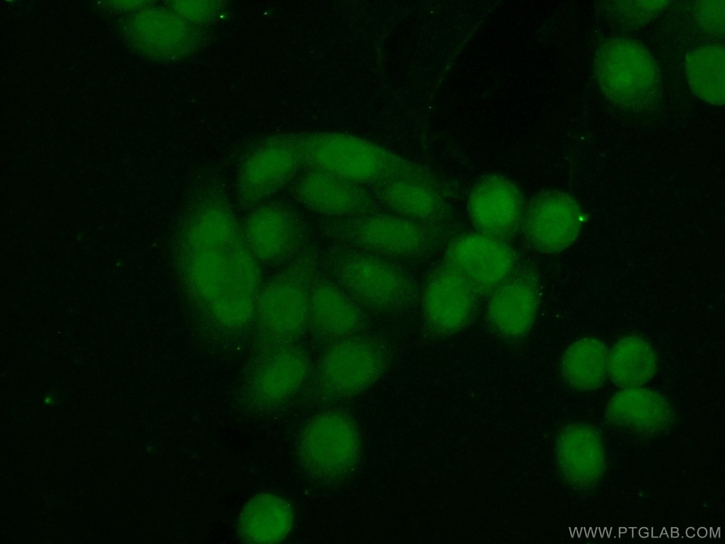 BCCIP Polyclonal antibody