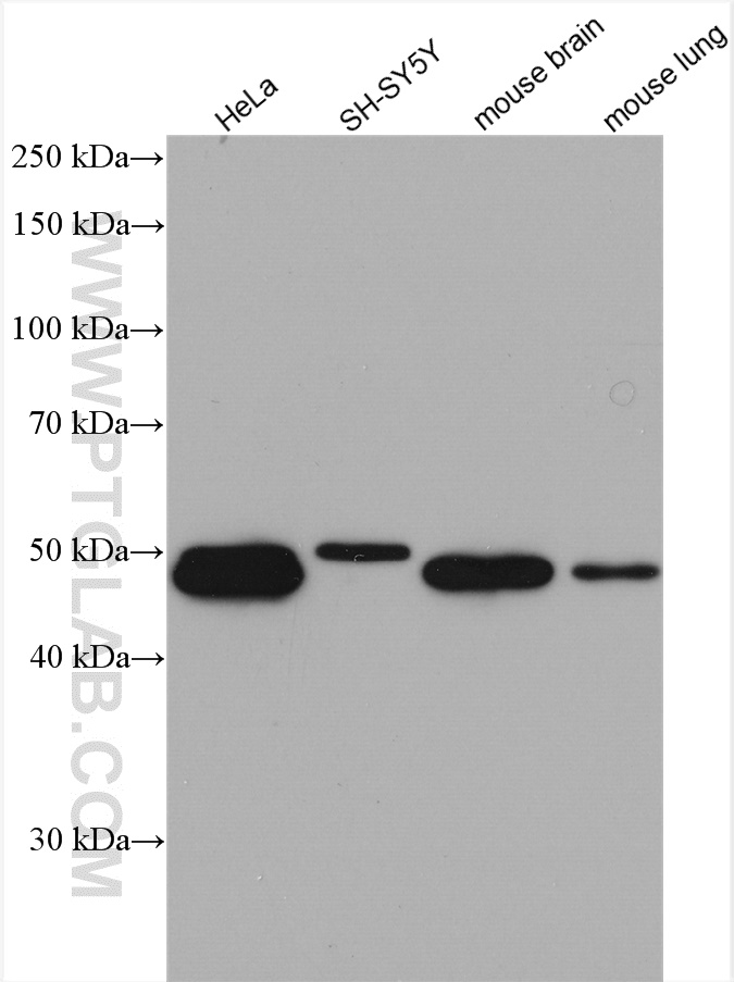 SNX15 Polyclonal antibody