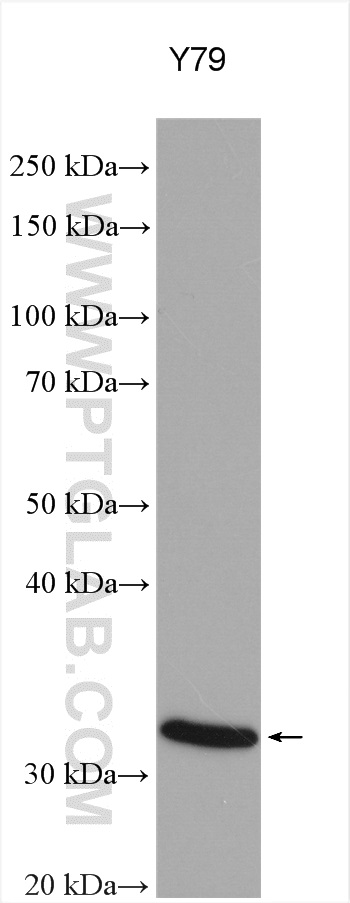 RDH13 Polyclonal antibody