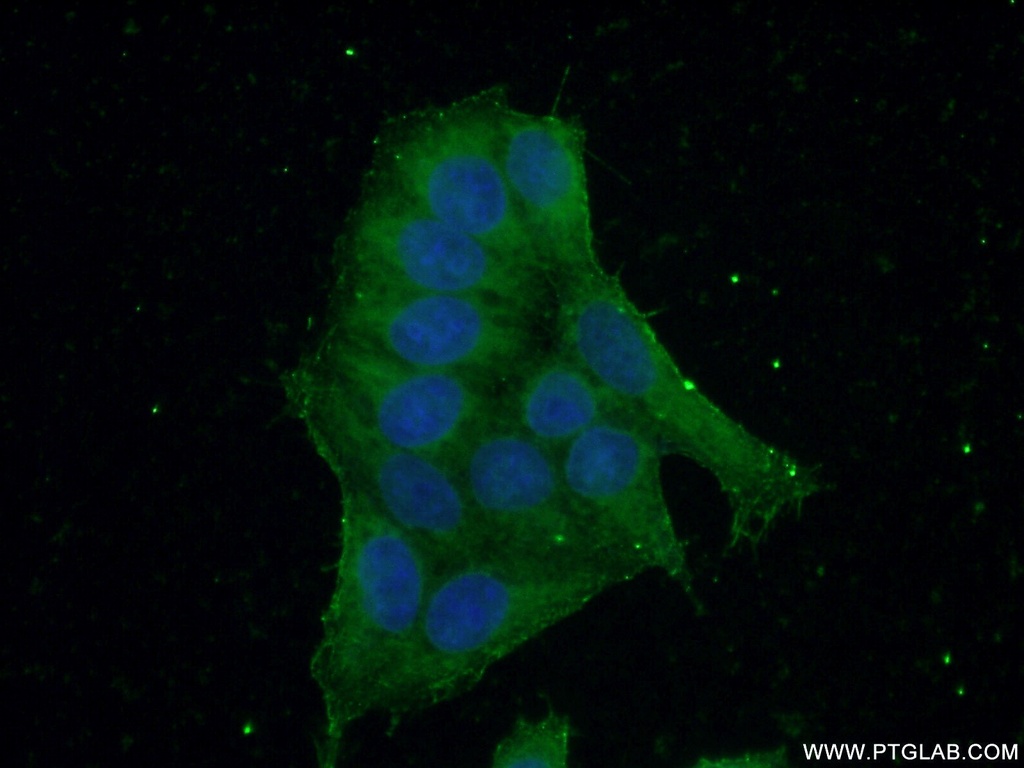 KPTN Polyclonal antibody