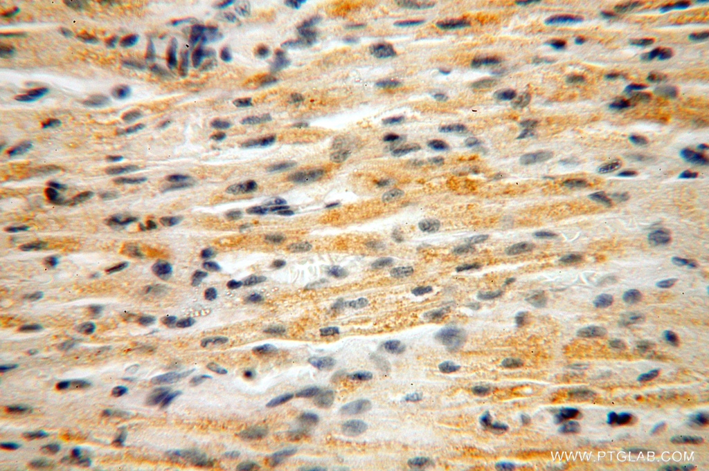 NUDT8 Polyclonal antibody