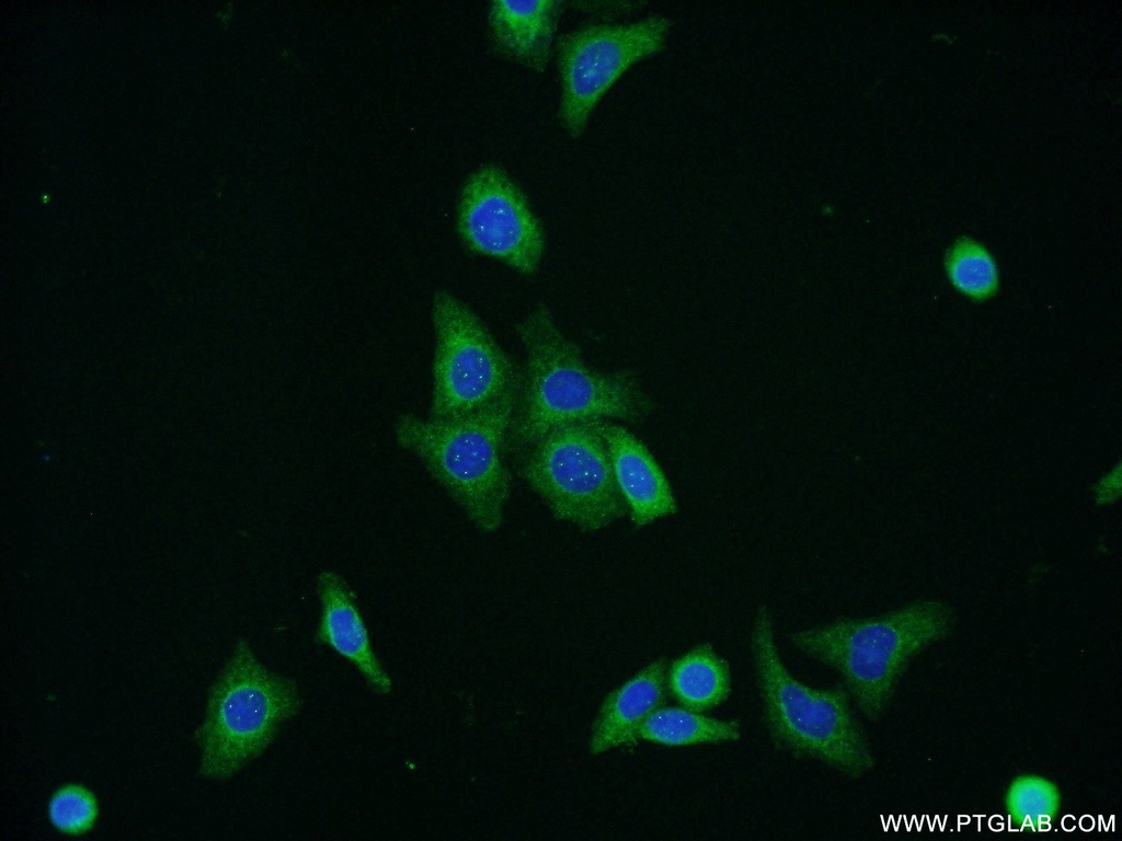 ERGIC1 Polyclonal antibody