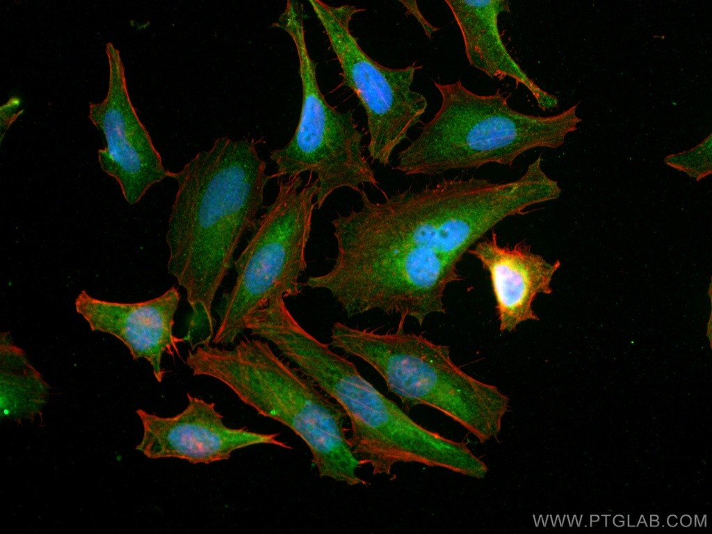 NXN Polyclonal antibody